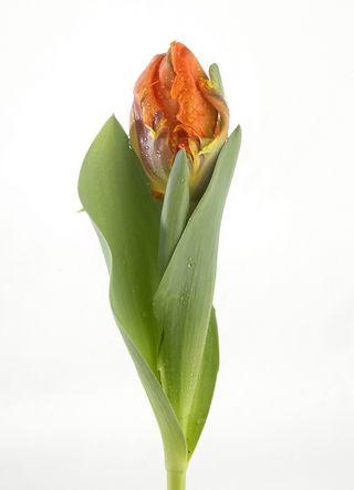 Tulipe-Irene-Parrot_02