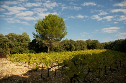 vigne 1 actualite  Rencontre avec Alain Chabanon du domaine éponyme au salon millésime bio.