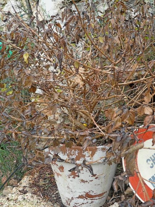 Episodes de gel : conséquences et traitements... Episodes de gel : conséquences et traitements...