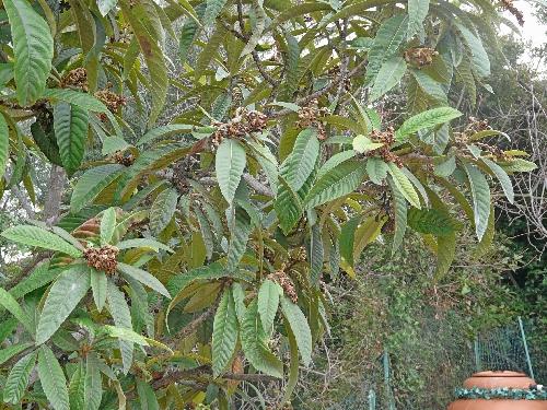 Episodes de gel : conséquences et traitements... Episodes de gel : conséquences et traitements...