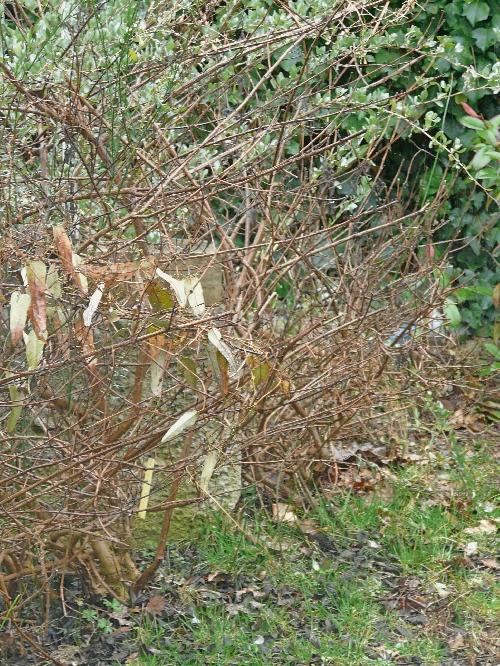 Episodes de gel : conséquences et traitements... Episodes de gel : conséquences et traitements...