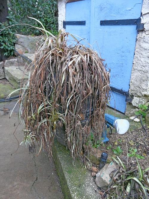 Episodes de gel : conséquences et traitements... Episodes de gel : conséquences et traitements...