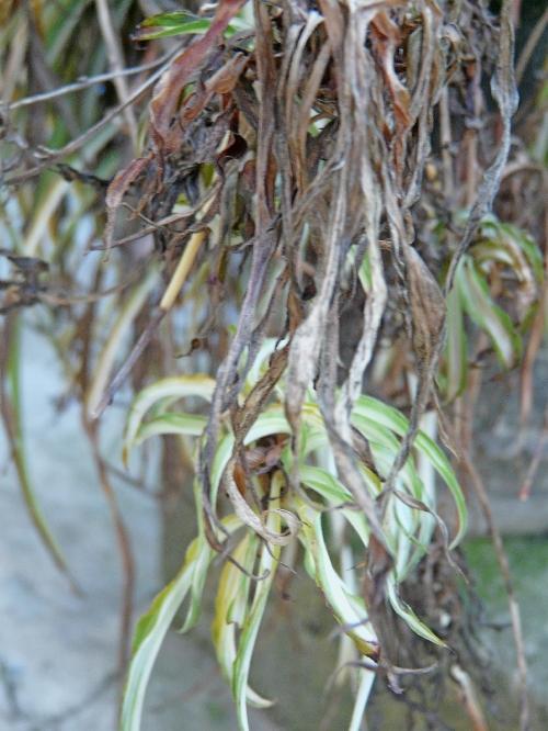 Episodes de gel : conséquences et traitements... Episodes de gel : conséquences et traitements...