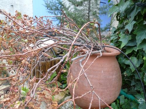 Episodes de gel : conséquences et traitements... Episodes de gel : conséquences et traitements...