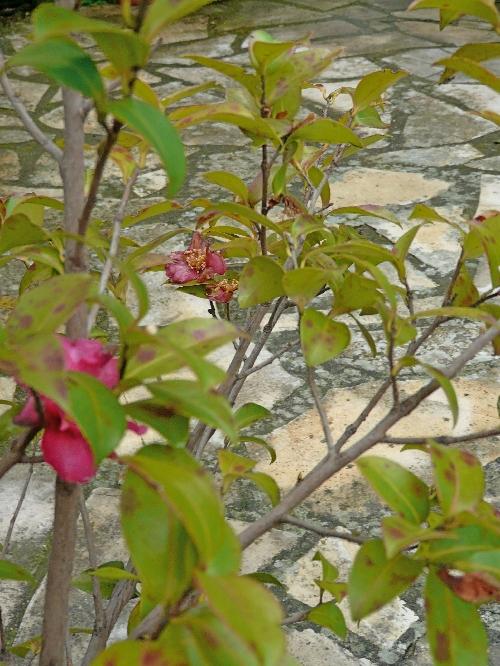 Episodes de gel : conséquences et traitements... Episodes de gel : conséquences et traitements...