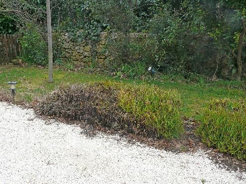 Episodes de gel : conséquences et traitements... Episodes de gel : conséquences et traitements...