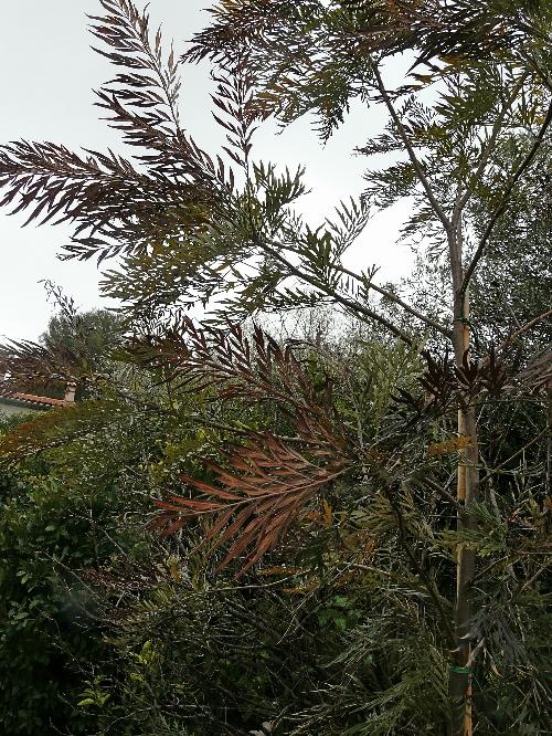 Episodes de gel : conséquences et traitements... Episodes de gel : conséquences et traitements...