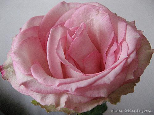 rose St Valentin