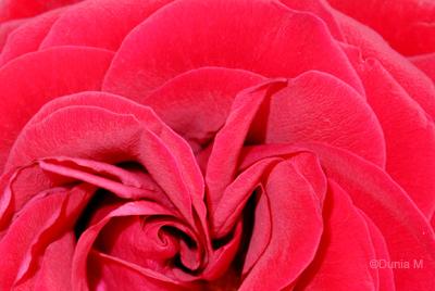 Photos du jour: le 21 février 2010 21210.1266754770.jpg