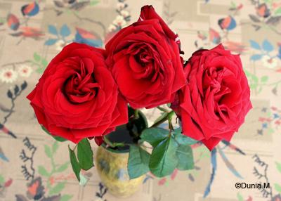 Photos du jour: le 21 février 2010 21210roses1.1266754793.jpg