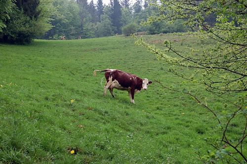 Pisser dans le pré (Henri-Frédéric Blanc)