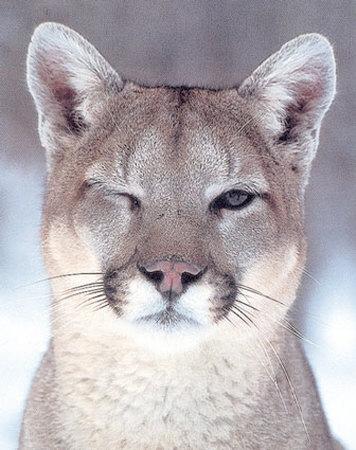 Cougar lifestyle rocks 1.jpeg