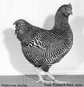 Poule Plymouth Rock naine