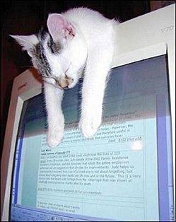fermeture_zigouzis_28_février_5_mars_2010_ouvert_6_mars_2010 chat-endormi.jpg
