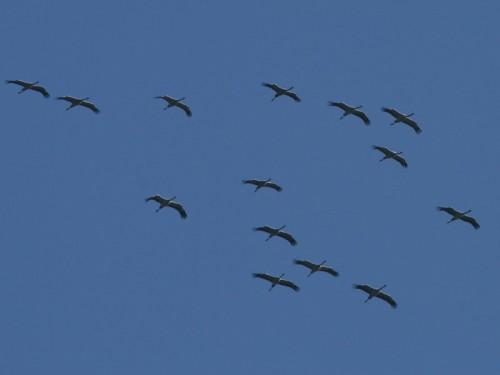 Max | Rien gruescendrées.jpg