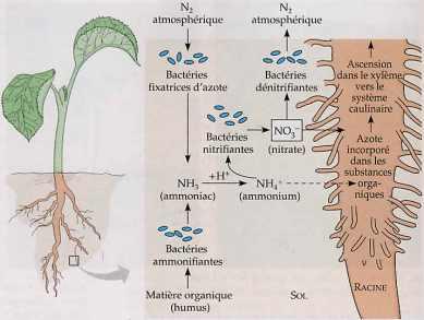 Association légumineuses et bactéries (du sol et symbiotiques)