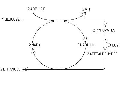 Formation d'ATP par fermentation du glucose en éthanol (vin, bière)