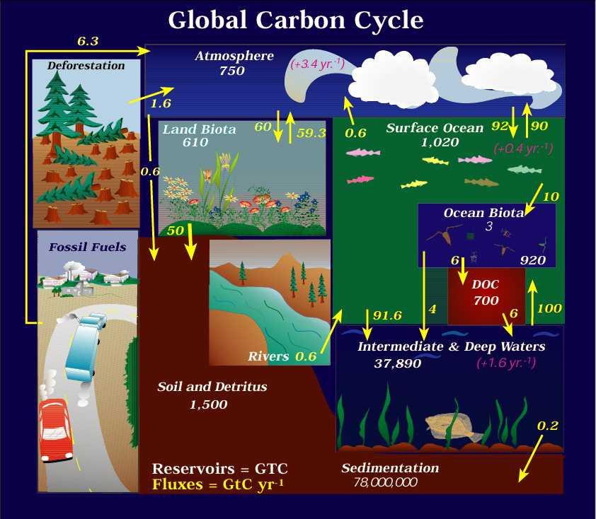 Cycle du carbone en chiffres