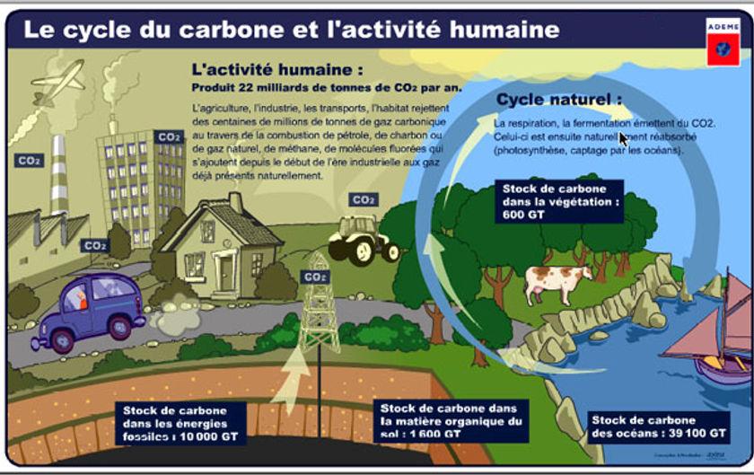 Cycle du carbone