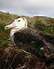 Albatros, oiseaux de légende des Terres Australes au jardin des plantes