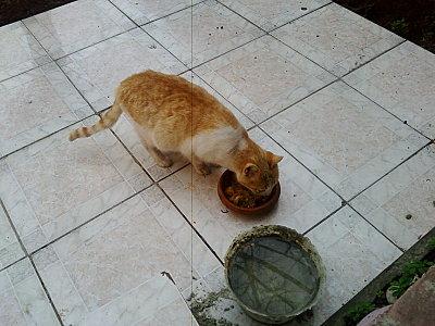 Tajine de veau aux fevettes, concentre et au citron confit 070207100745.jpg