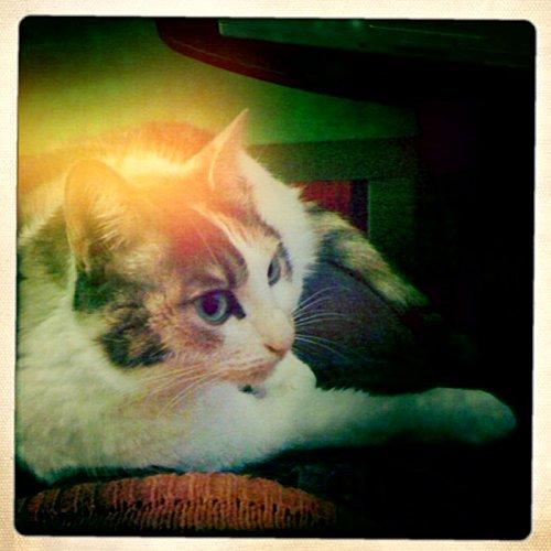 Hipstamatic moi !! hipstamatic-1.jpg