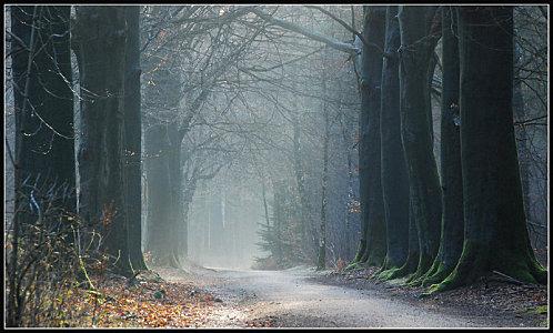 Into_the_February_forest_by_jchanders.jpg