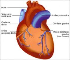 cardiologie_coeur.jpg