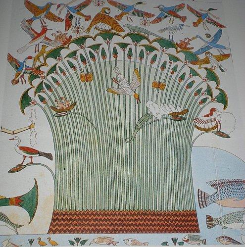 -E-13101--Fourre-de-papyrus.jpg