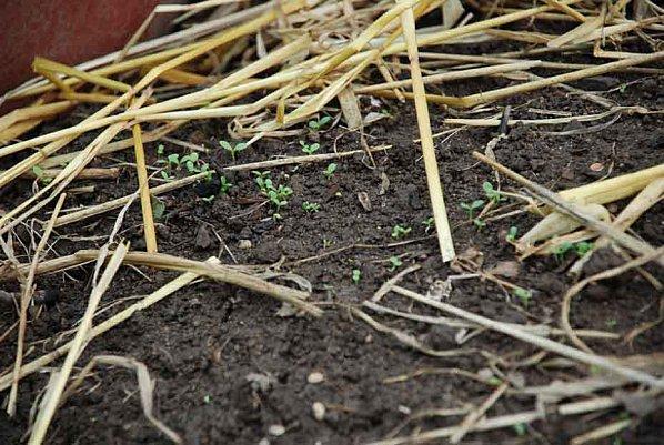 Dans la fraicheur tenace le potager dort la grasse-matinée* pitite-salades