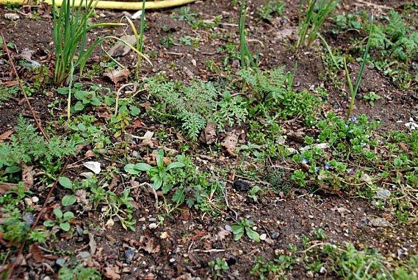 Dans la fraicheur tenace le potager dort la grasse-matinée* la-terre