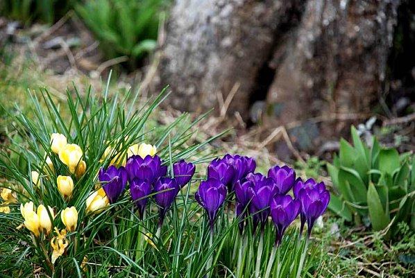 Dans la fraicheur tenace le potager dort la grasse-matinée* crocus2