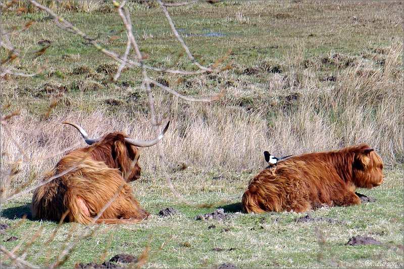 La vache Highland et la pie Vache