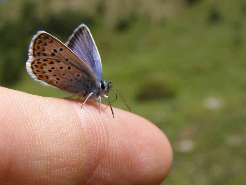 Papillon bleu (Hermann Hesse)