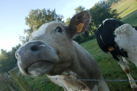 De mémoire de rose _ddq0096.1267815816.jpg