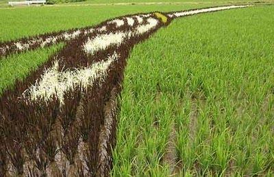 L'art du champ de riz.