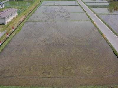 L'art du champ de riz.