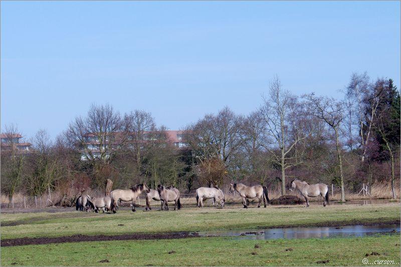 Le cheval de trait Belge Chev