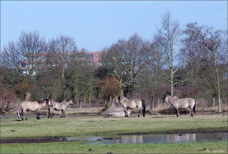 Le cheval de trait Belge Chev01