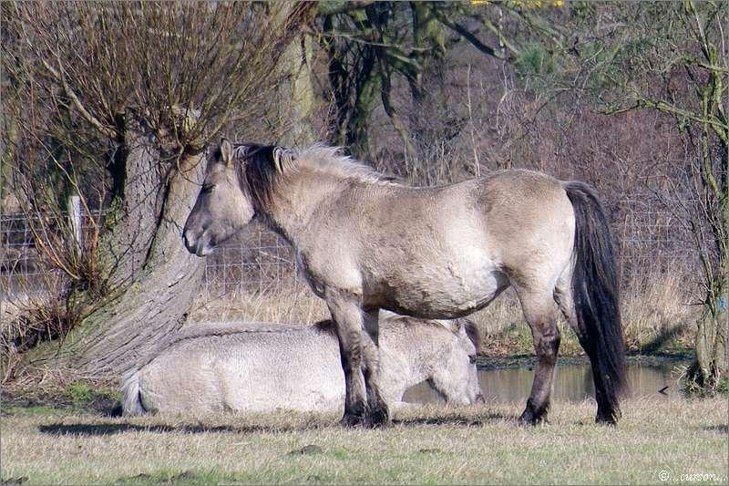 Le cheval de trait Belge Cheval02