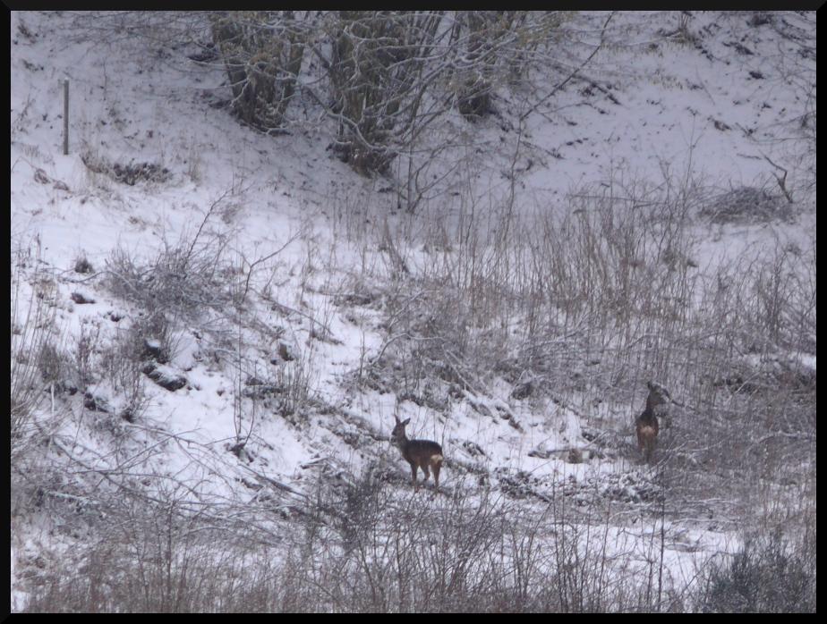 2010 chevreuils du matin