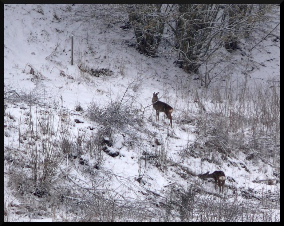 2022 chevreuils du matin