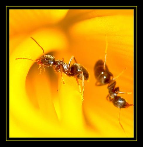 Des fourmis en macro les photos de la semaine Des fourmis en macro les photos de la semaine