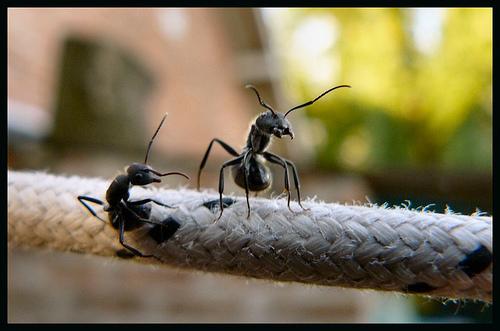 Des fourmis en macro les photos de la semaine Des fourmis en macro les photos de la semaine