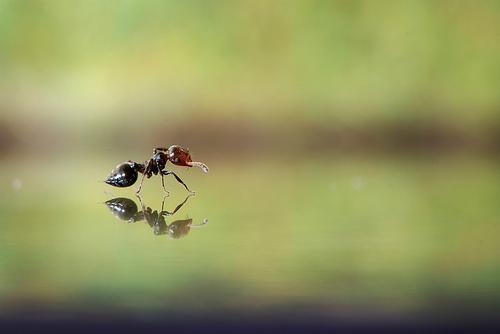 Des fourmis en macro les photos de la semaine Des fourmis en macro les photos de la semaine