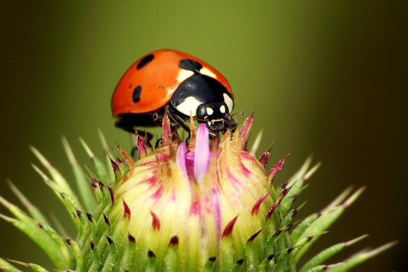 coccinelle La coccinelle (Guillevic)