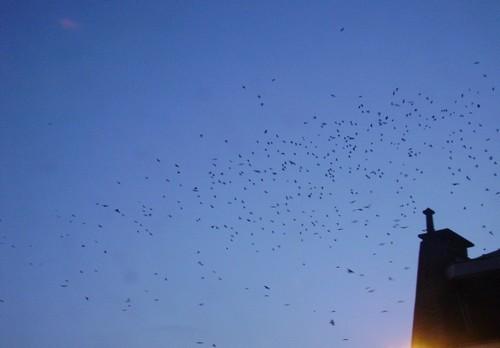 Je tague, tu tagues oiseaux.jpg