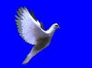 pigeon-qui-vole.1268232685.gif