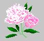 fleur-peony.GIF