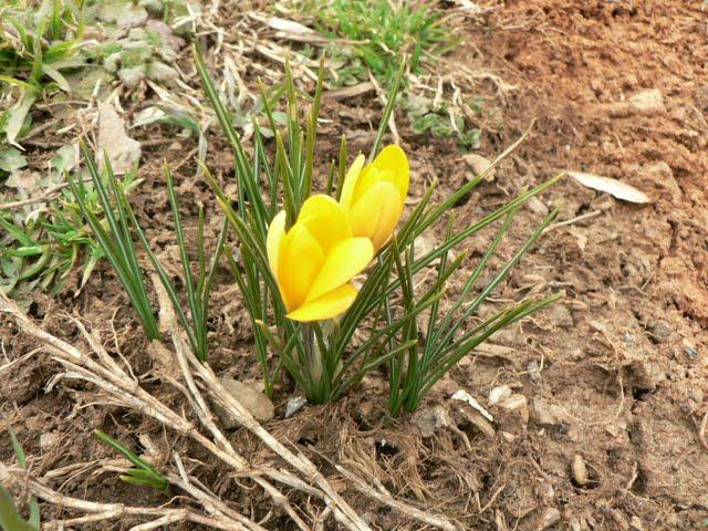 Un tout petit air de printemps Un tout petit air de printemps